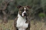 AMSTAFF  PORTRAIT 004